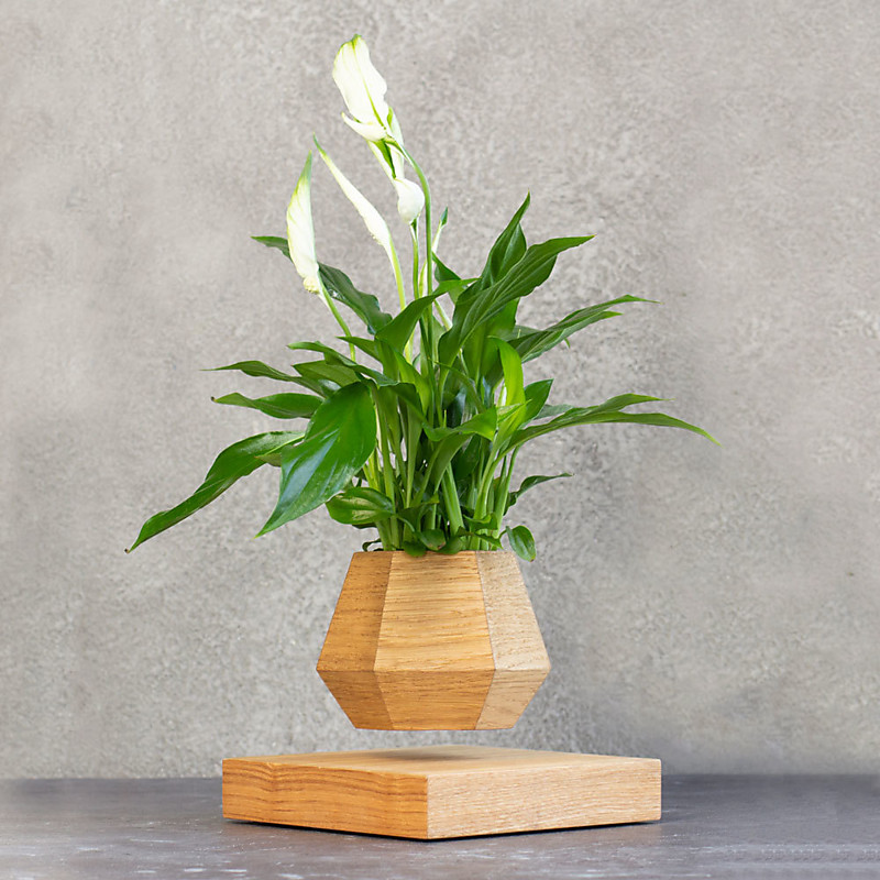 Левитирующее растение Спатифиллум